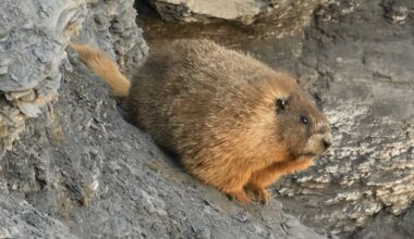 The 1st Fat Marmot Week winner is a 'special boy who likes to eat rocks'