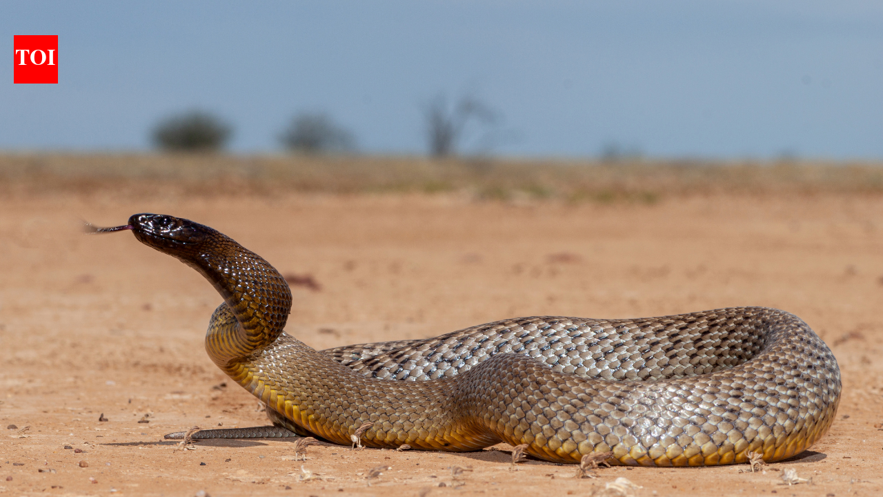 1950: Kevin Budden, a 20-year-old photographer, was dying from a taipan snake bite when he insisted the snake be saved; five years later, its venom helped save a boy’s life