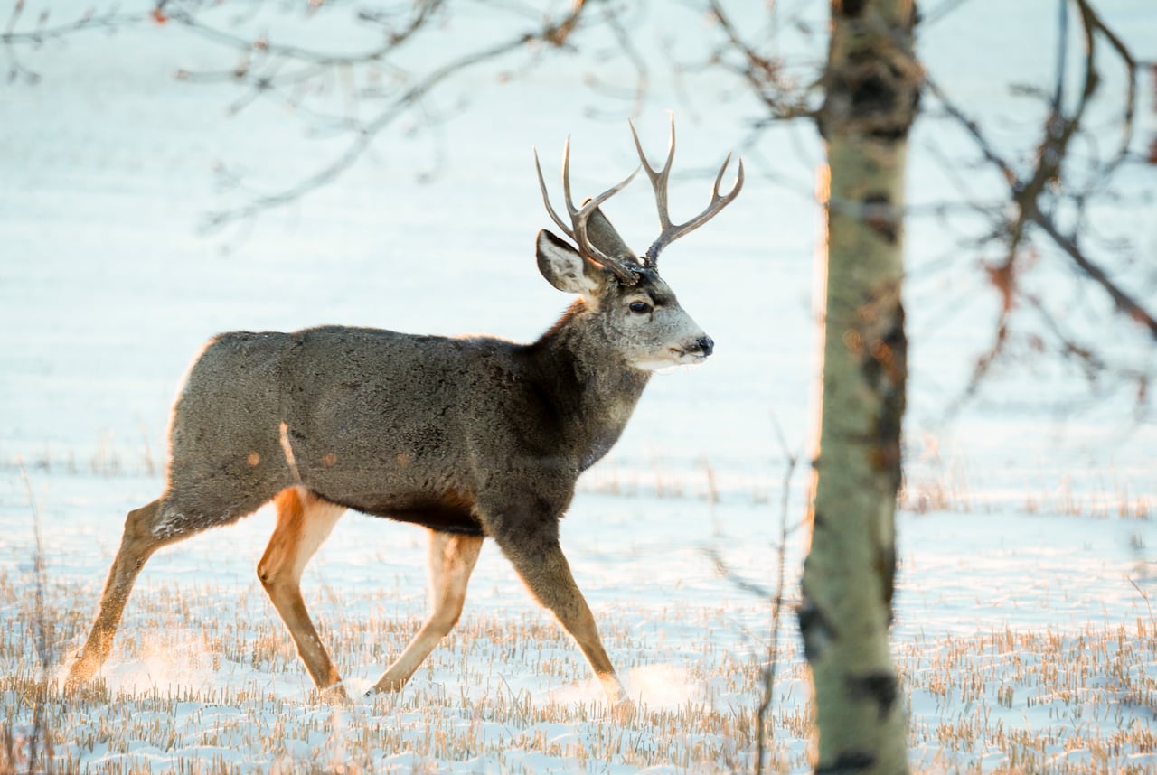A male deer walks through a snowy landscape.