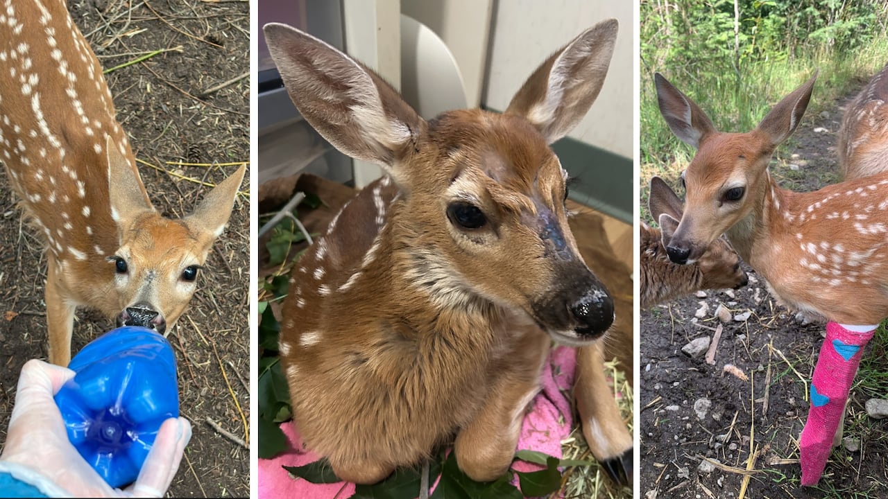 A composite of three photos of deer fawns.