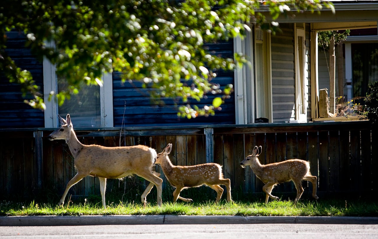 A mother deer and her fawns move down a sidewalk in a residential neighbourhood on a sunny day.