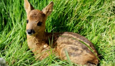 ‘Our hands are tied’: Golden rescue can no longer take in fawns under new chronic wasting disease rules