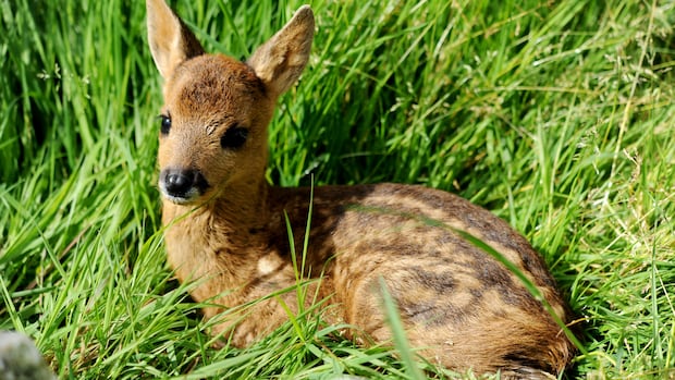 ‘Our hands are tied’: Golden rescue can no longer take in fawns under new chronic wasting disease rules