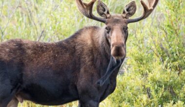 Big Sky, Montana wildlife encounter caught on video as moose charges toward woman and her dogs