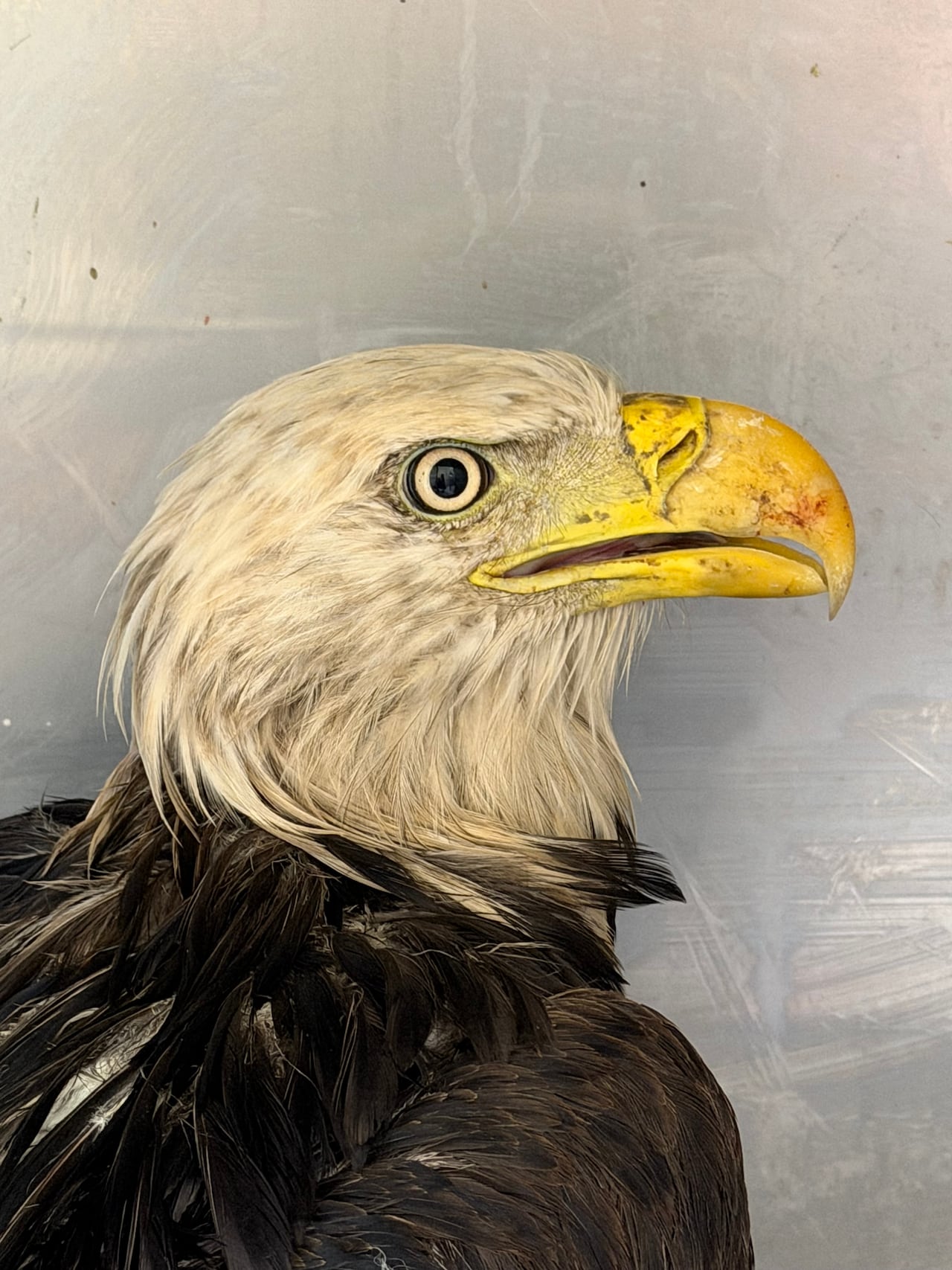 A closeup of the face of a bald eagle