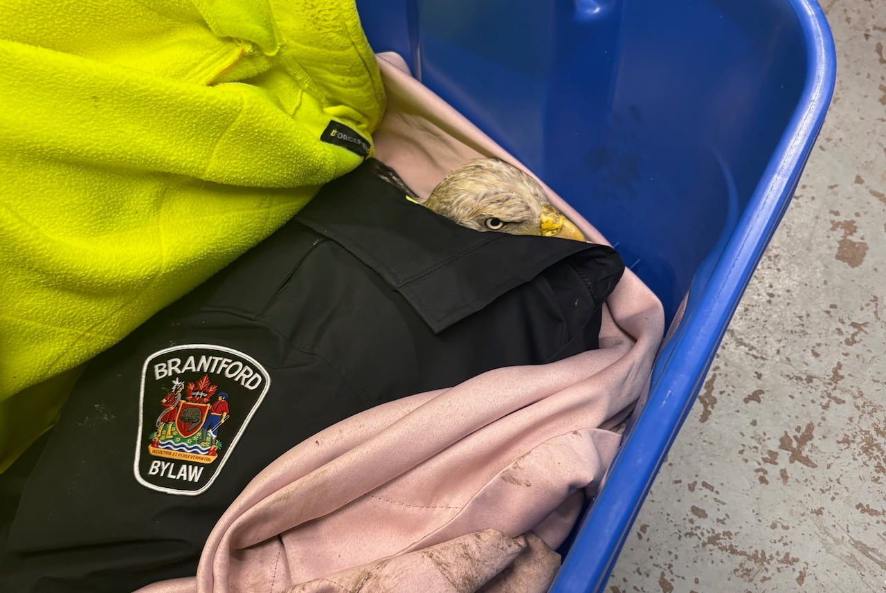 An eagle inside a blue container, the eagle has a jacket covering her