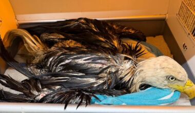 Bald eagle saved from Brantford, Ont., dump looked like 'very smelly drowned rat,' wildlife custodian says