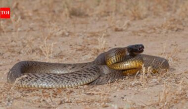 In 1972, scientists travelled into remote Queensland after receiving an unidentified snake head. What they found became one of Australia's most famous venomous snakes
