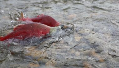 Fishers empty-handed following dismal Fraser River sockeye run