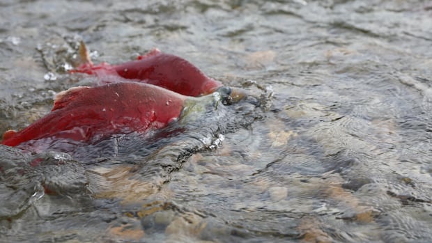 Fishers empty-handed following dismal Fraser River sockeye run