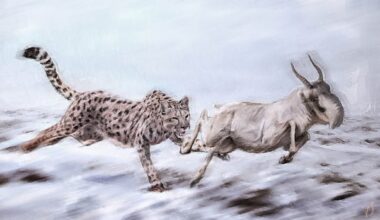 Bones found in Yukon ID'd as ice-age cheetah