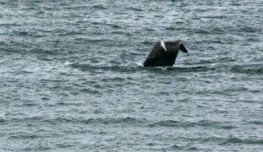 ‘Unlike anything we’d ever seen’: Couple spots North Atlantic right whale off Blackhead Cove, N.L.