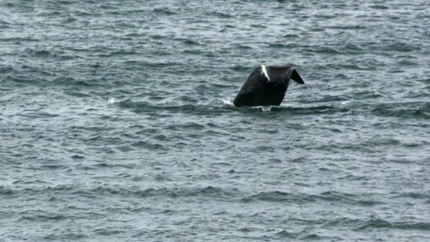 ‘Unlike anything we’d ever seen’: Couple spots North Atlantic right whale off Blackhead Cove, N.L.