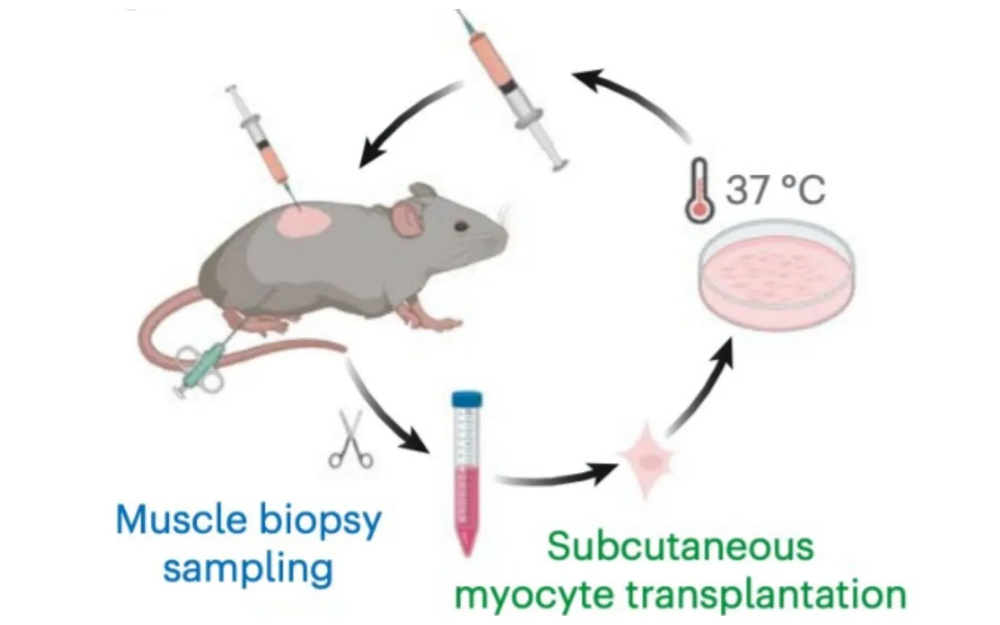 Diagram of mouse myograft