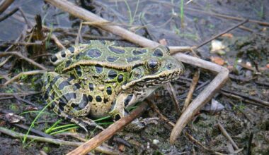 Q&A | Northern leopard frog on the N.W.T.’s endangered species list