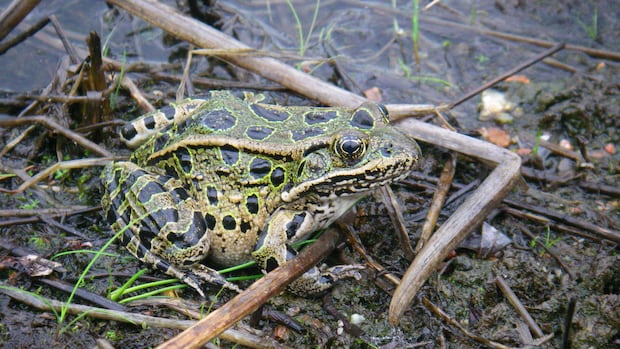 Q&A | Northern leopard frog on the N.W.T.’s endangered species list