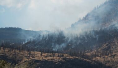 Critic calls on B.C. to salvage more wildfire-burned timber, province says that's 'unrealistic.' Here's why