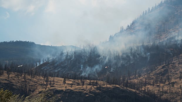 Critic calls on B.C. to salvage more wildfire-burned timber, province says that's 'unrealistic.' Here's why