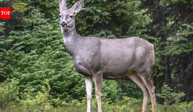 In the late 1920s, mule deer were brought to Catalina Island; now a judge has ordered for 2,000 of them to be culled