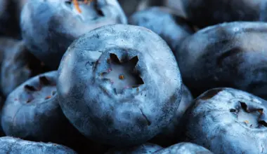 Compound in blueberries may help muscle cells burn excess fat