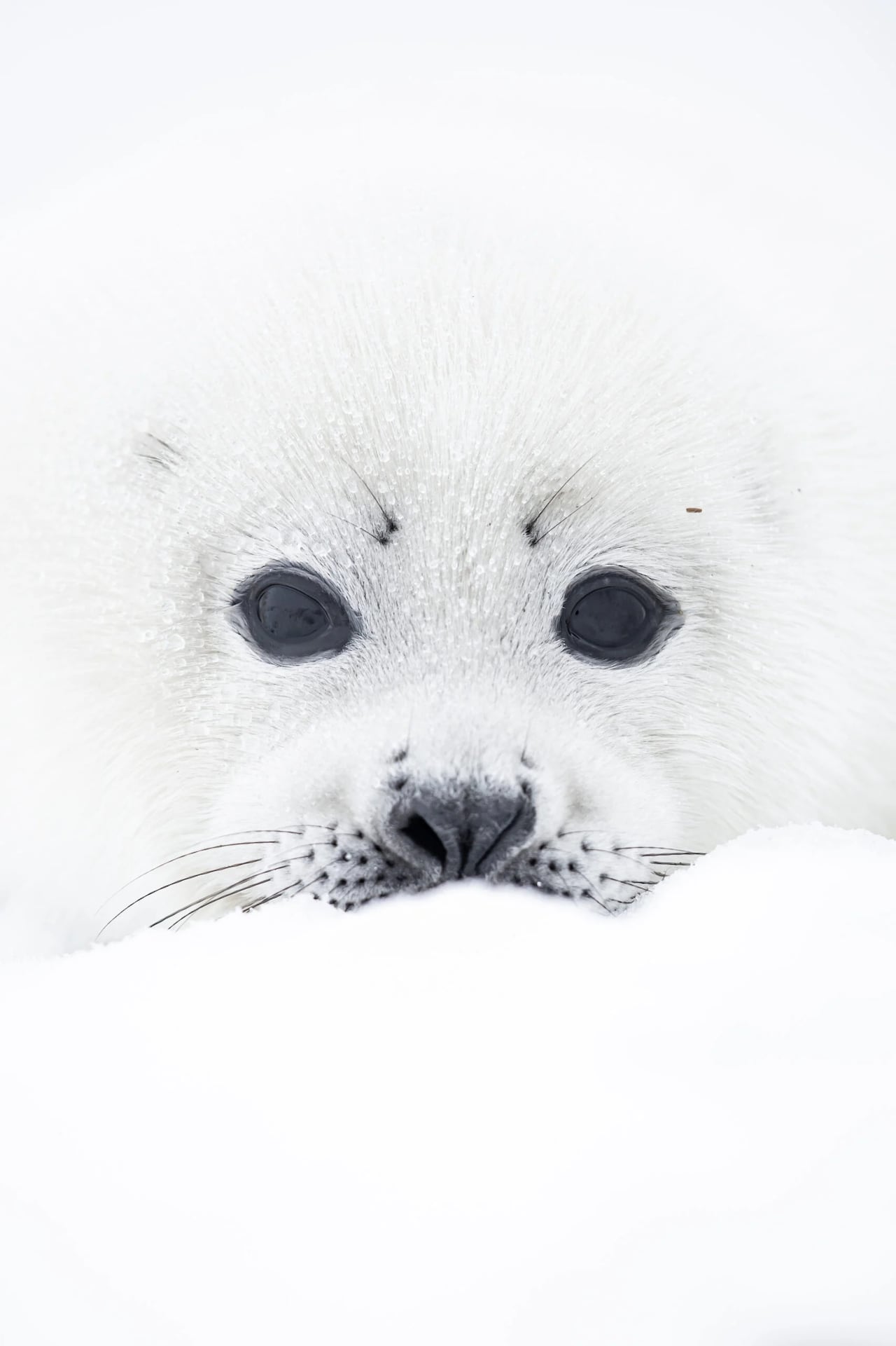 A close up photo of a baby seal sitting on pack ice.