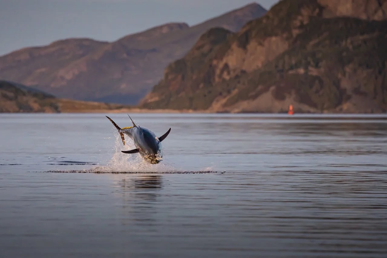 A large fish that appears to a bluefin tuna leaps out of a body of water.