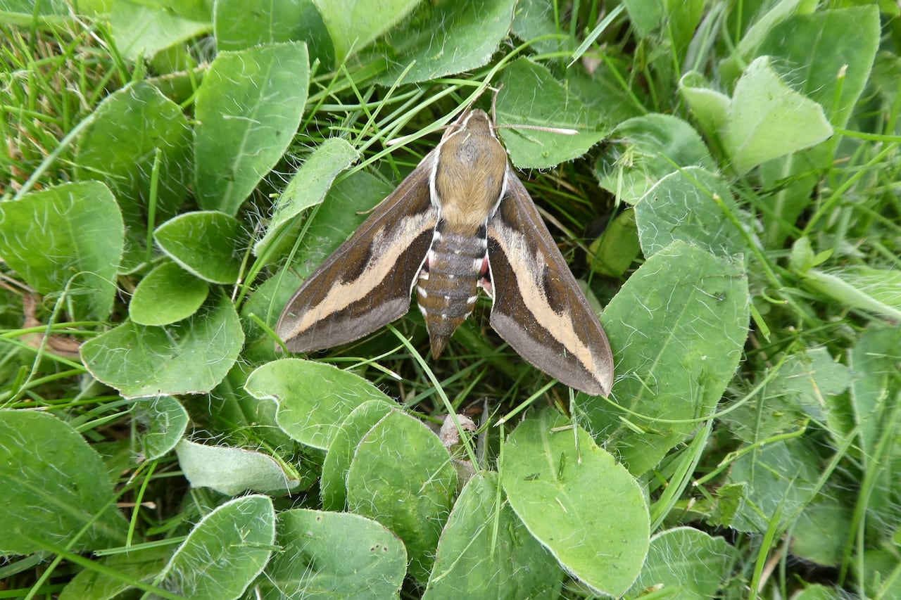 A brown-patterned moth rests in green leafy grass.