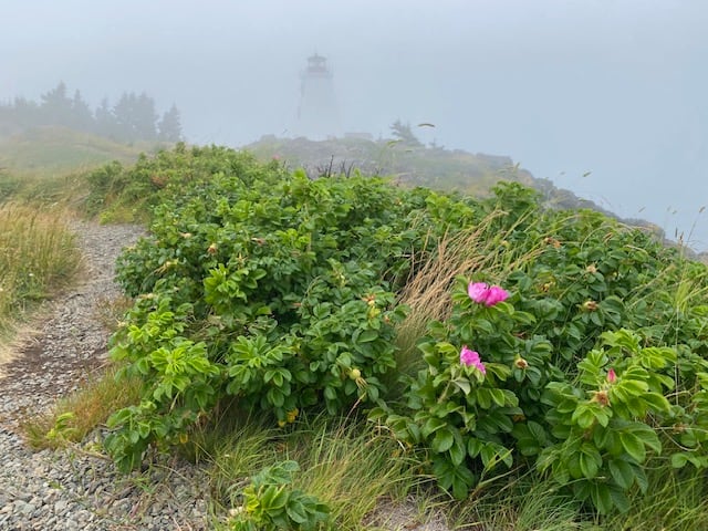 Fog rolls in over green grass and pink flowers. A lighthouse is in the background.