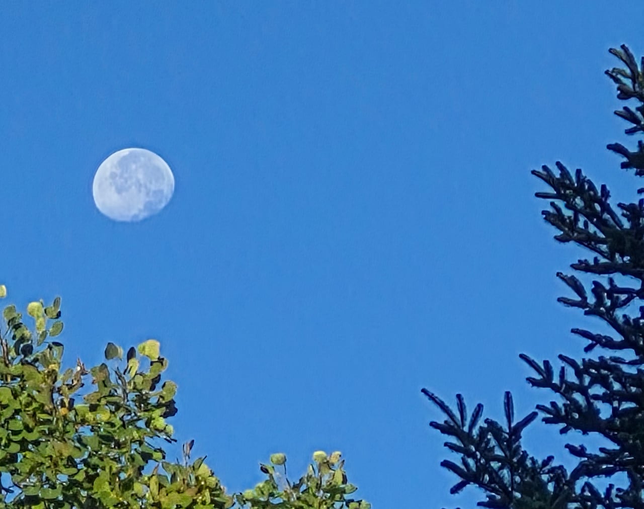 A nearly full moon is visible in a blue sky against a backdrop of green leaves.