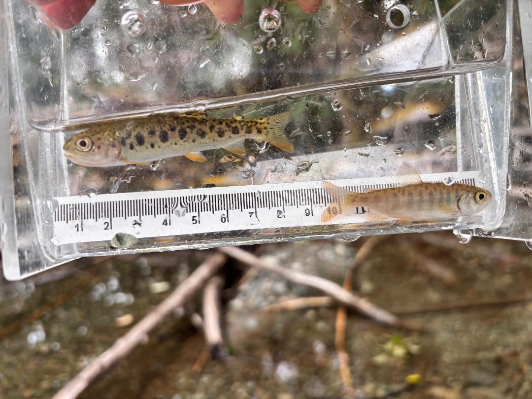 Coho Salmon fry and Cutthroat Trout fry at Meade Creek. They are both in a plastic bag.