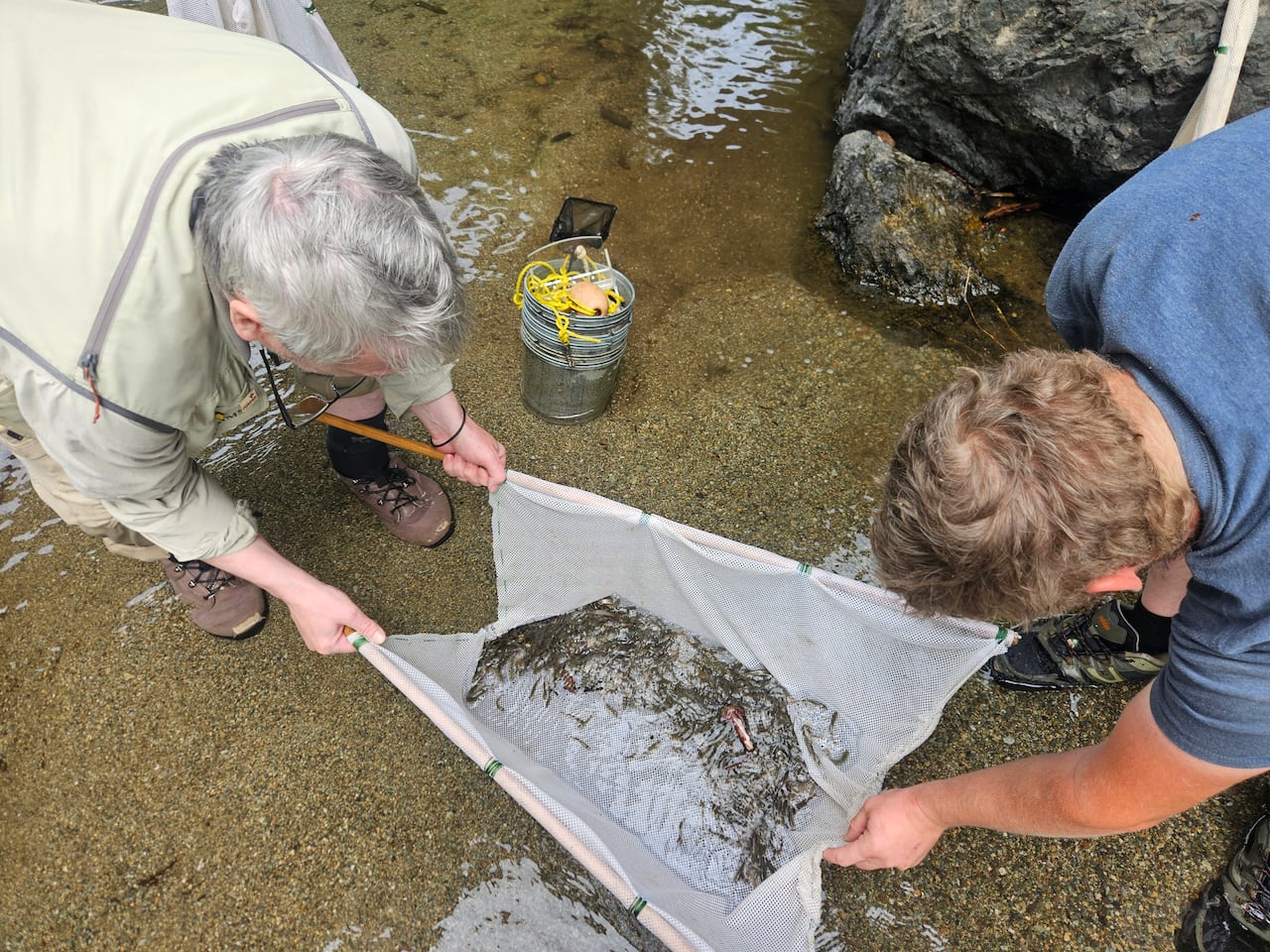 Two people holding a net to contain fish.