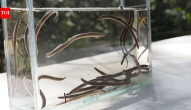 Meet Luke Carpenter-Bundhoo, the Australian ecologist who found an ancient ‘vegan Dracula’ fish 900 miles beyond its known range |