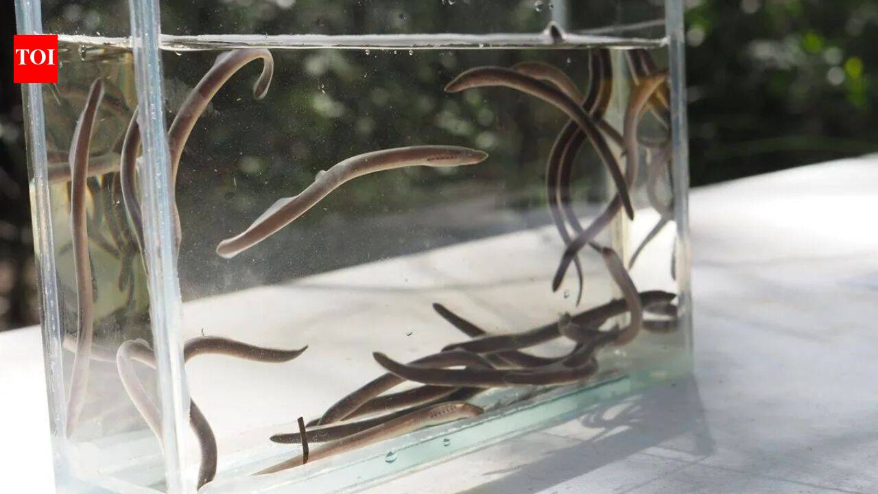 Meet Luke Carpenter-Bundhoo, the Australian ecologist who found an ancient ‘vegan Dracula’ fish 900 miles beyond its known range |