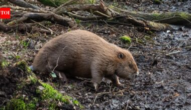 England released beavers into a Dorset woodland in 2025; one year later, their dams had turned dense forest into wildlife-rich wetland