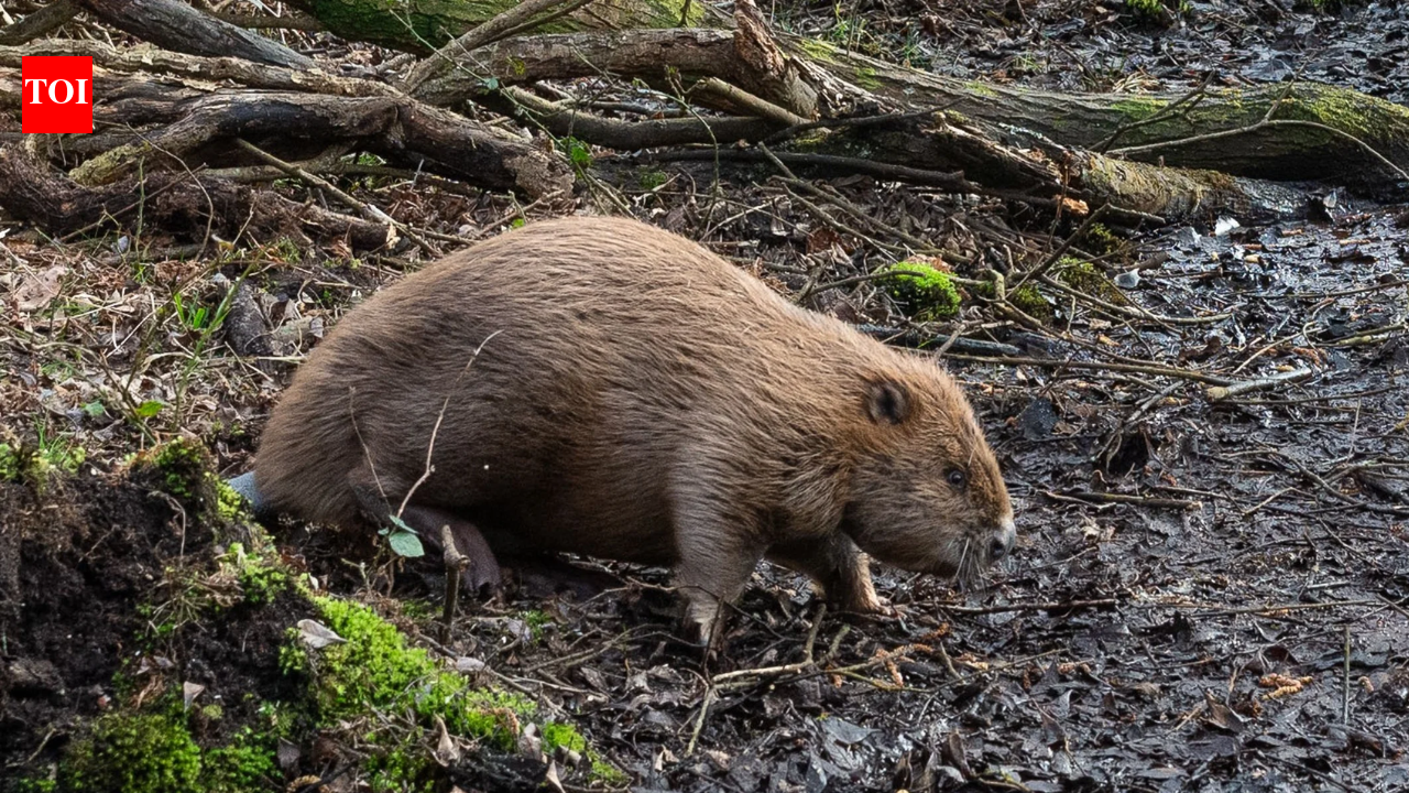 England released beavers into a Dorset woodland in 2025; one year later, their dams had turned dense forest into wildlife-rich wetland