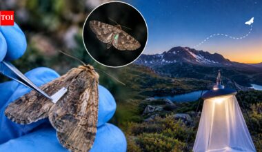 Scientists tagged 14,000 endangered Australian moths with paint and eyelash glue to trace their migration; not one was found, and researchers say that may be good news