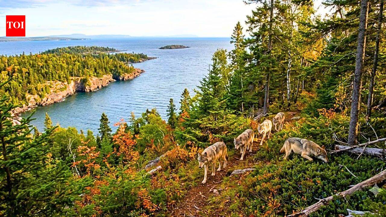 In 2018, scientists moved wolves to an isolated island to rebuild its ecosystem; five years later, researchers found out if it worked |