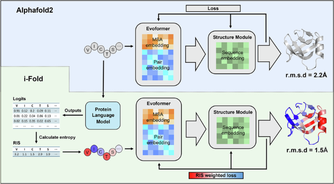 Enhancing protein structure prediction accuracy by prioritizing important residues using protein language models