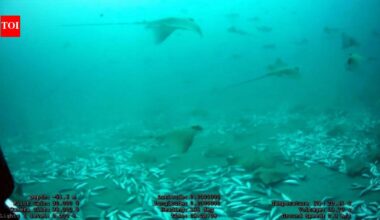 More than 100 eagle rays gathered around a tuna farm off Malta; scientists say it is the largest aggregation of the species ever recorded |