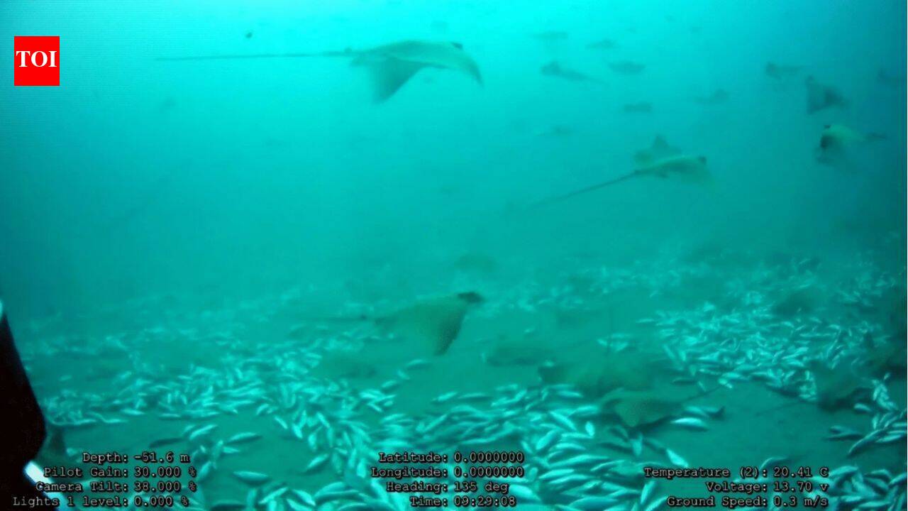 More than 100 eagle rays gathered around a tuna farm off Malta; scientists say it is the largest aggregation of the species ever recorded |