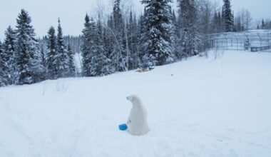 Cochrane polar bears taking centre stage at Toronto film festival