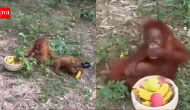 Abandoned Baby Orangutans: Five baby orangutans found abandoned in Odisha forest during routine patrolling by forest officials: How did the non- native species get there?