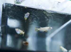 Fish may be highly sensitive to antidepressants found in water