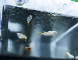 Fish may be highly sensitive to antidepressants found in water