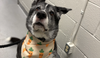 Dog at animal shelter.