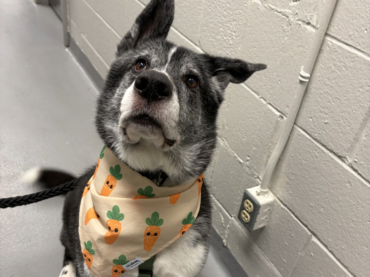 Dog at animal shelter.