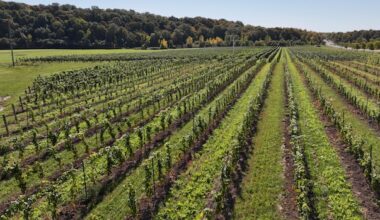 Niagara ice wine producer says U.S. buyers are 'flabbergasted' by Trump's Canadian booze ban order