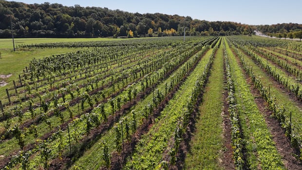 Niagara ice wine producer says U.S. buyers are 'flabbergasted' by Trump's Canadian booze ban order