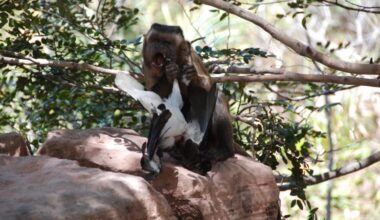 Small Vertebrate Consumption by Capuchin Monkeys