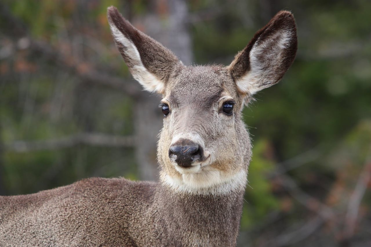 A mule deer is seen in this file photo.